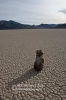 08nov11_bruiser_on_racetrack_5465