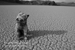 08nov11_bruiser_on_racetrack_5472