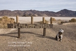 08nov11_bruiser_on_racetrack_5496