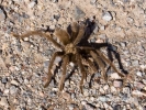 08nov11_tarantula_5454