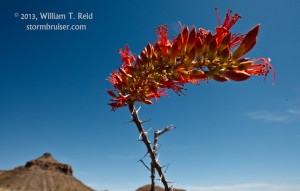 130503_1192_Big_Bend_TX