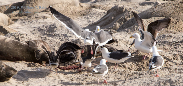 January 26, 2019 Animal Day on San Nicolas Island